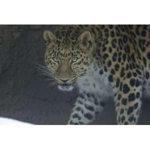  Amur Leopard Taxidermy Photo Reference CD Sports 