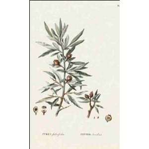  Reprint Pyrus salicifolia 1784 1788