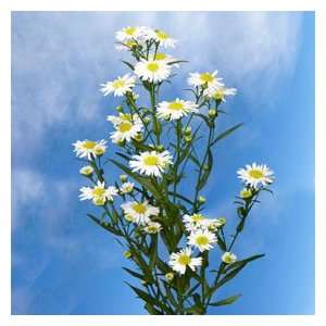 Aster White 22 Bunches Grocery & Gourmet Food