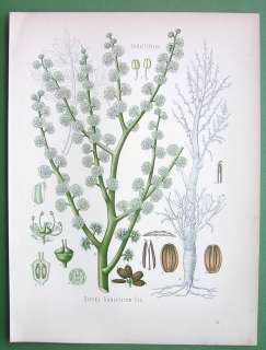 GUM AMMONIAC Medicinal   COLOR Litho Botanical Print  