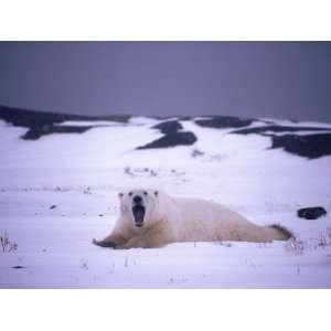  Male Polar Bear Yawns as it Lays on Snow Photographic 