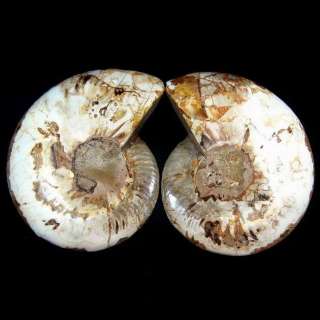 Ammonite Fossil Crystal Cut In Half,Madagascar CZ034  