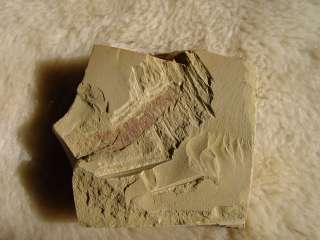 RCLeanchoilia ChengJiang Soft Trilobite Baby Specimen #120109lqla 