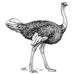   Round Badge Style Fridge Magnet Line Drawing Ostrich
