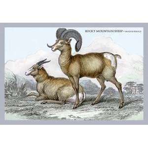  Vintage Art Rocky Mountain Sheep   Male & Female   05809 9 