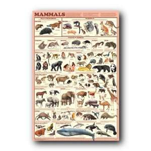  THE ANIMAL KINGDOM NATURE CHART OF MAMMALS POSTER 77004xxx 