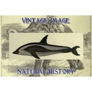   Natural History Image Pacific Short Billed Dolphin