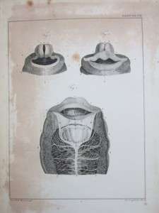 1821 MORREN LUMBRICI TERRESTRIS Earth Worms Microscope * 1st Ed * 31 