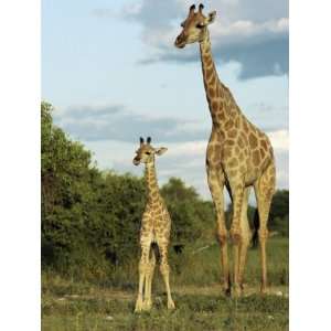 Adult and Young Giraffe Etosha National Park, Namibia, Africa Premium 