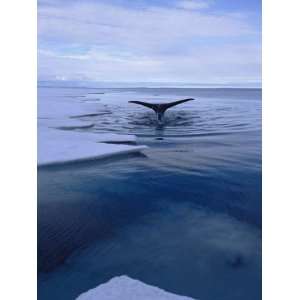  A Greenland Right Whale Pops its Tail out of the Water 