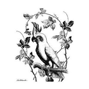  Lablanche Silicone Stamp 3.5X4.5 Laughing Parrot