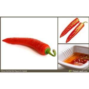 Seeds F1 Hybrid Red Hot Chili Pepper 20 Vegetable / Fruit Garden Seeds 