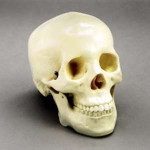 Budget Two Piece Human Skull  Industrial & Scientific