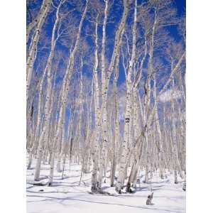  Aspen Trees During Winter, Dixie National Forest, Utah 