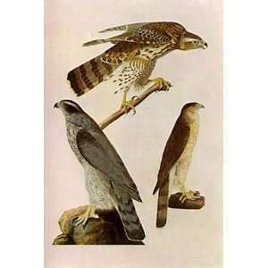   James Audubon   24 x 36 inches   Accipiter cooperi