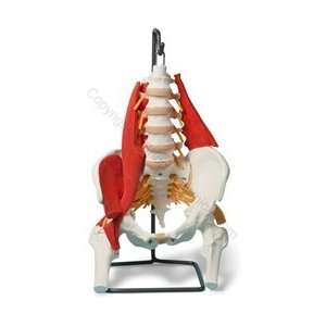 Muscled Lumbar/Pelvic Skeleton Model (Made in USA)  