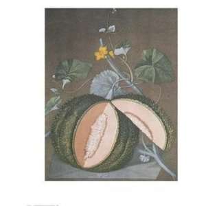  White Seeded Rock Melon by George Brookshaw 20.00X26.00 