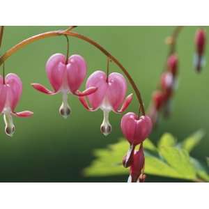 Spring Flowers, Dutchmans Breeches (Bleeding Hearts) Mid May Stretched 