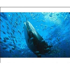  Whale shark   may grow to 18 metres and weigh 40,000 