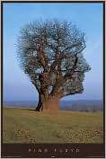 Product Image. Title Pink Floyd   Tree Face   Poster