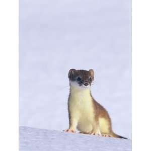  Short Tailed Weasel Caught by an Early Snow in its Summer 
