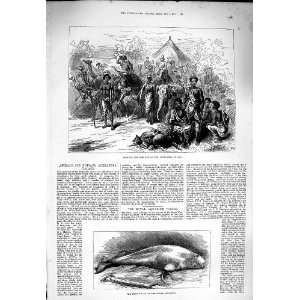   1877 Animals Nubians Alexandra Palace Whale Aquarium