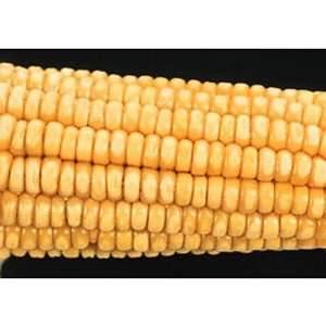 Corn Segregating Ear, Wx Endosperm Alleles 31  Industrial 