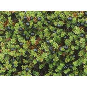 Carpet of Crowberries, Empetrum Nigrum, Covering the Alpine Tundra 