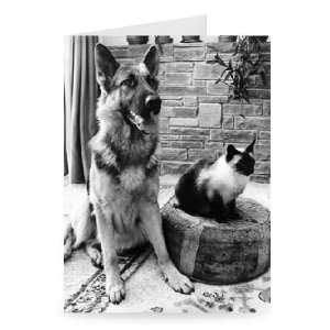  Best of pals Chico the Alsatian and Chen the   Greeting 