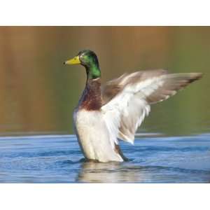  Male Mallard Flapping Wings, Green Mountains, USA 