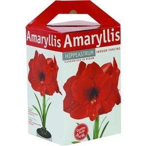  Amaryllis Gift Box, GIFT BOX AMARYLLIS