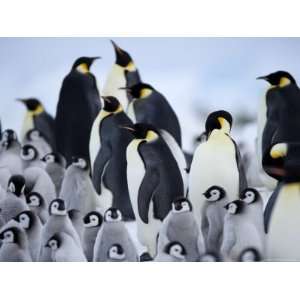 Emperor Penguins (Aptenodytes Forsteri) and Chicks, Snow Hill Island 