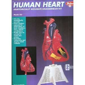 Skilcraft Human Heart Model Kit  Industrial & Scientific