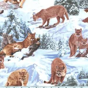  45 Wide North American Wildlife Winter Mountain Lions 