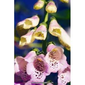  Foxglove andamp;apos;Giant Shirleyandamp;apos; flowers 