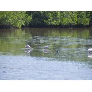  Roseate Spoonbills, Ding Darling Wildlife Reserve, Sanibel Island 