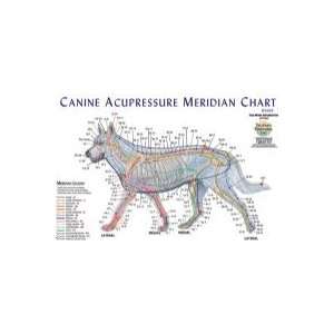   Meridian Composite Chart Dog (Lake Forest Anatomicals Vet Models
