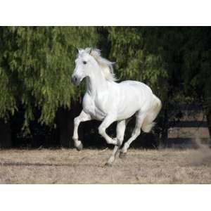 Grey Andalusian Stallion Cantering in Field, Ojai, California, USA 