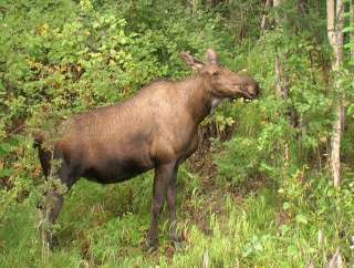 Two Digital Picture Photos. The Alaskan Moose. Fairbanks, Alaska 