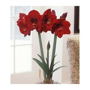  Amaryllis Benfica®, one bulb in a wicker basket Patio 