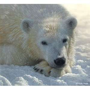  Collin Bogle   Polar Bear Cub Canvas Giclee