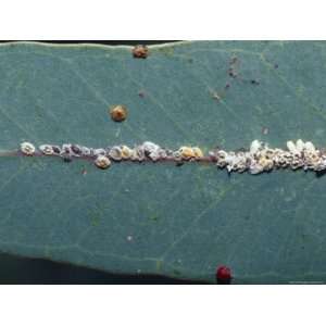  Scale Insect Colony on a Eucalypt Gum Leaf, Bulla Tail 