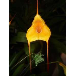 Masdevallia Peach Fuzz orchid Blooming Size 3.5 inch pot  