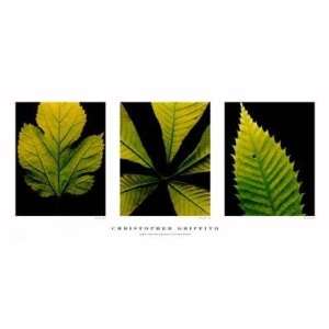  Leaf Plates by Christopher Griffith. Best Quality Art 