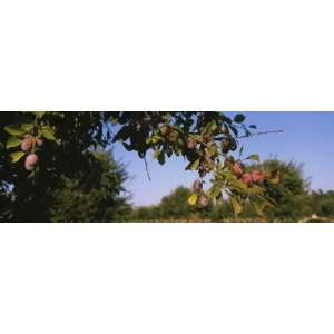  Close Up of Plum Trees in an Orchard, Gilroy, California 