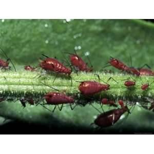 Aphids (Family Aphididae) on Leaf Photos To Go Collection Photographic 