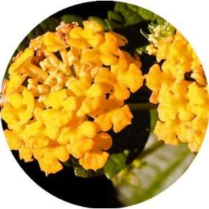  Lantana Flower Round Mousepad [Office Product] Office 
