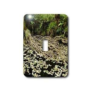  Spanish Nature   Tree roots and river   Light Switch Covers   single 