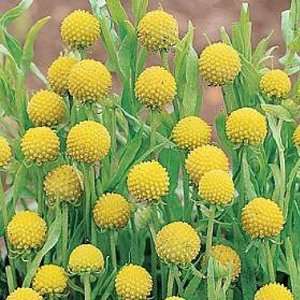  Apple Scented Gold Pompom 40 Seeds  Cephalophora Annual 