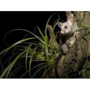  Brushtail Opossum at Night, New Zealand Premium 